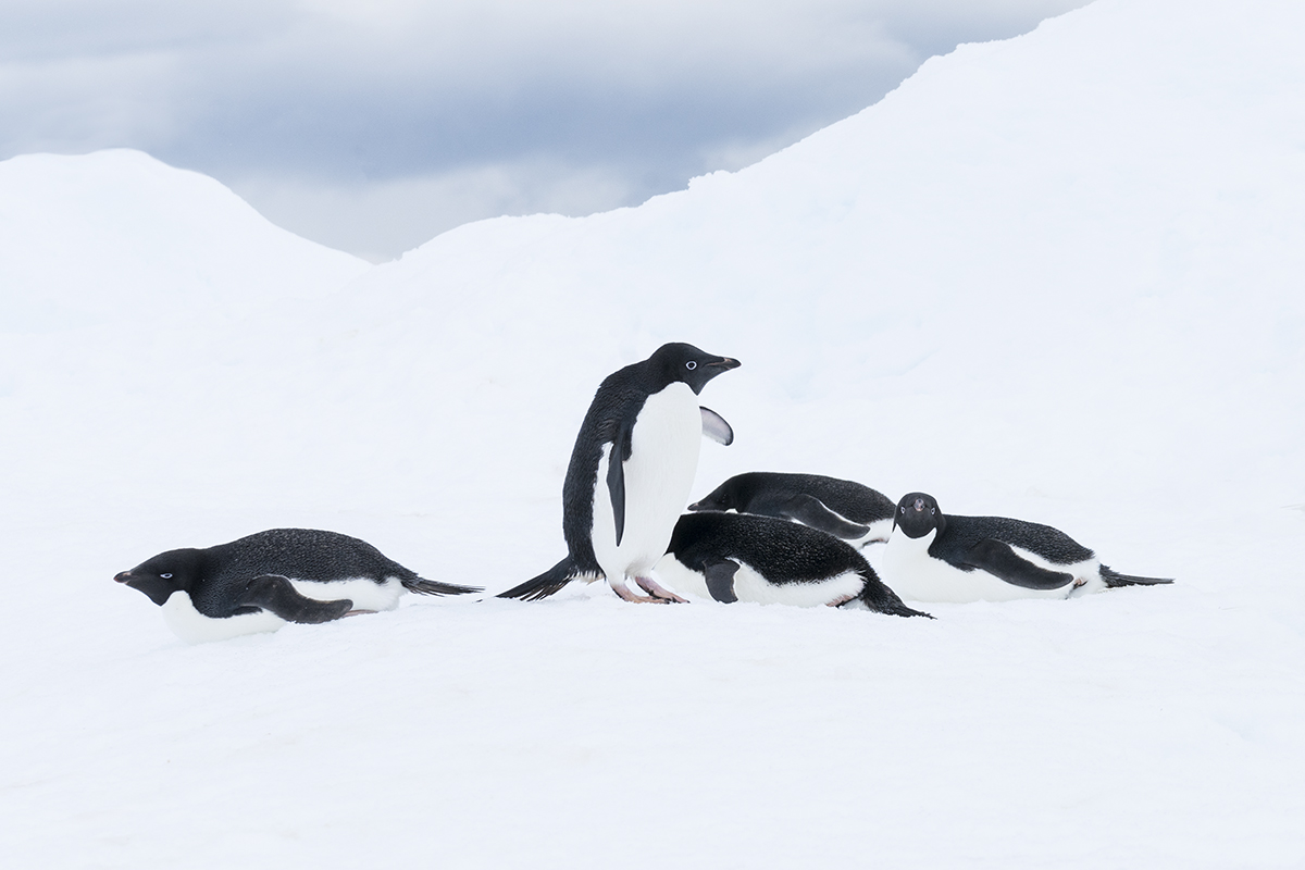 ADELIE PENGUINS ON AN ICEBERG (2)