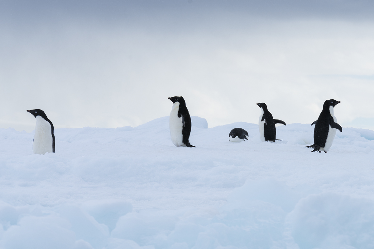 ADELIE PENGUINS ON AN ICEBERG (3)