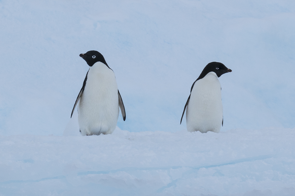ADELIE PENGUINS ON AN ICEBERG (4)