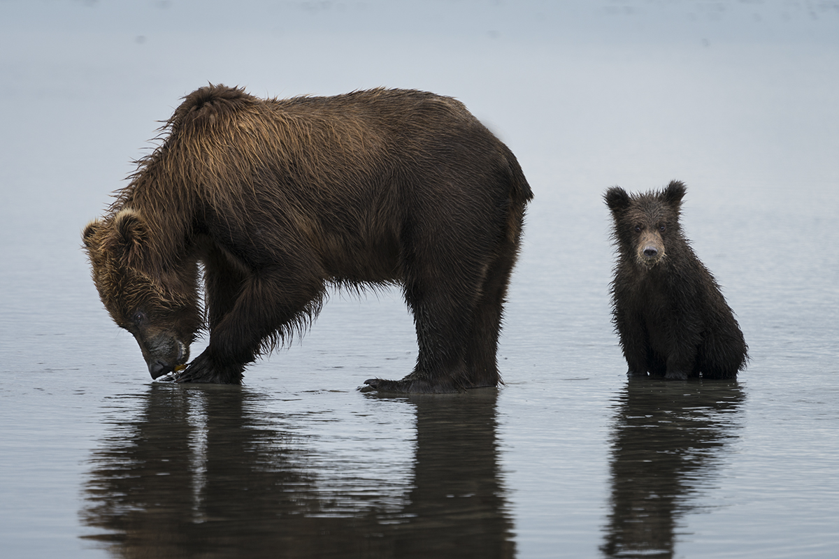 GRIZZLY MOTHER AND CUB CATCHING CLAMS ON REMOTE ALASKAN BEACH (6)