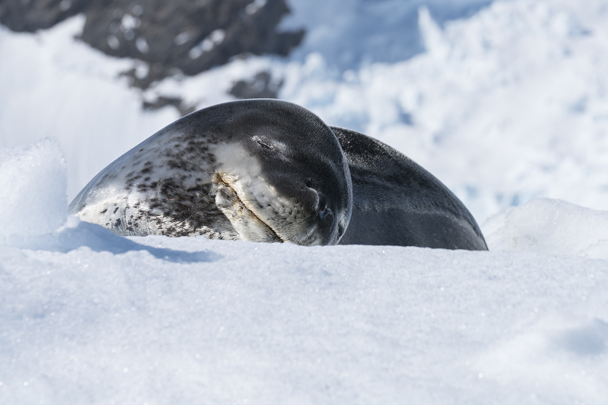LEOPARD SEAL ON ICEBERG IN ANTARCT(2)