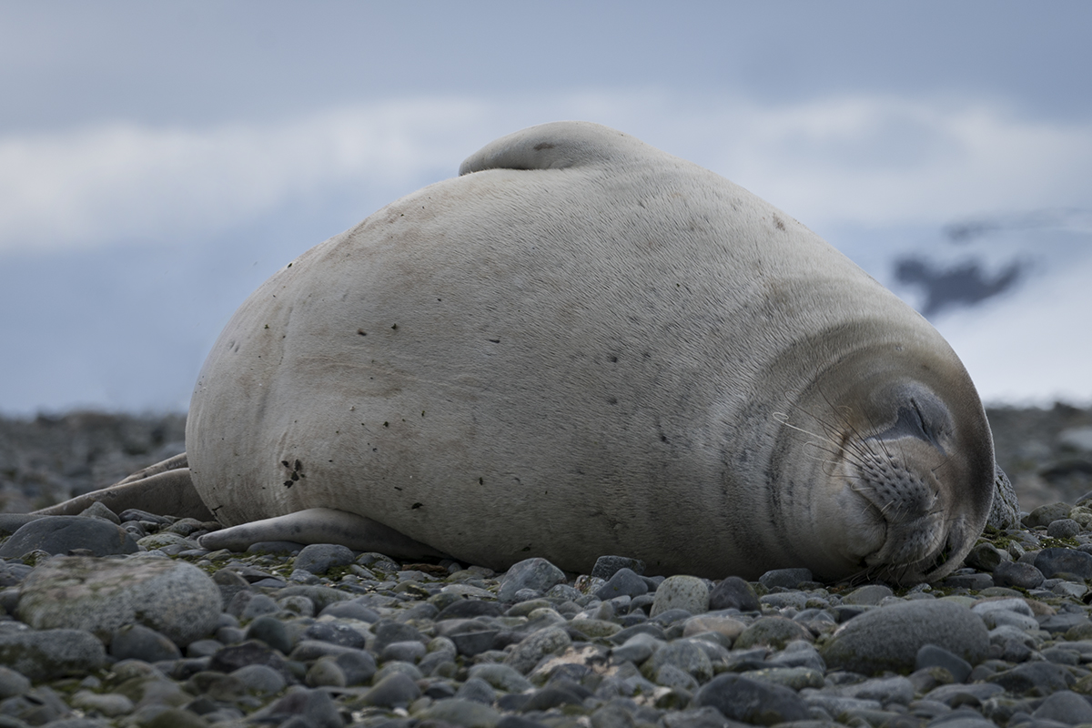 WEDDELL SEAL ON LAND (1)