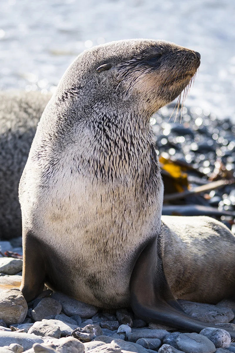 FUR SEAL BASKING ON A SUNNY BEACH IN ANTARCTICA (1)