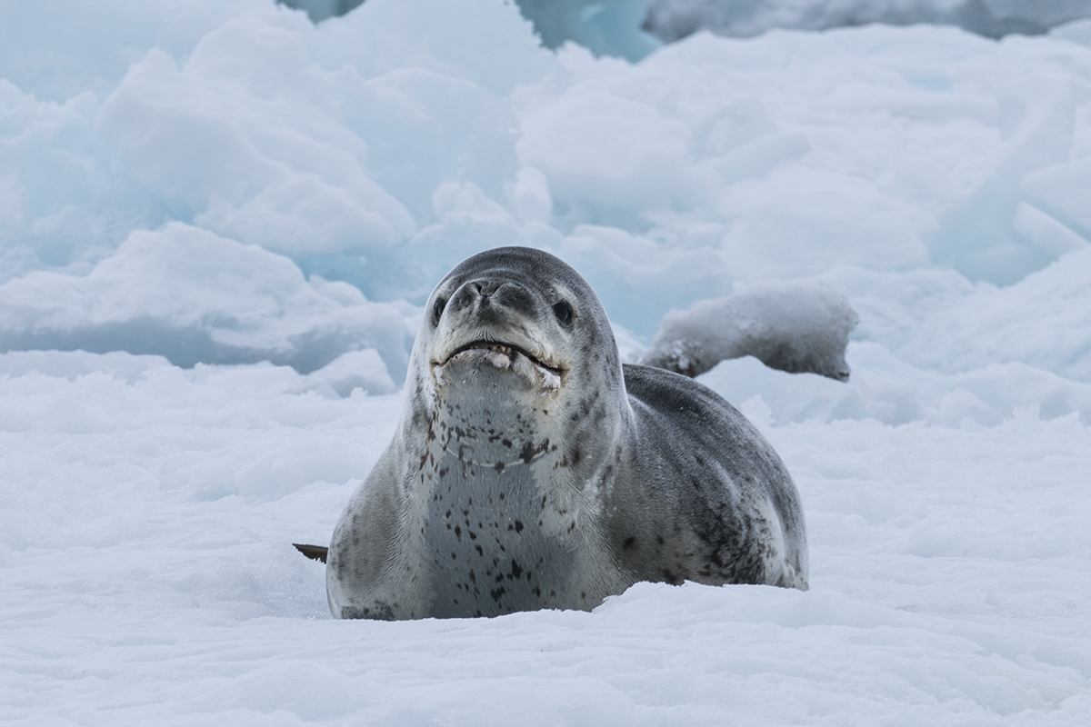 LEOPARD SEAL LOOKING DECEPTIVELY SWEET ON AN ICEBERG IN ANTARCTICA (1)