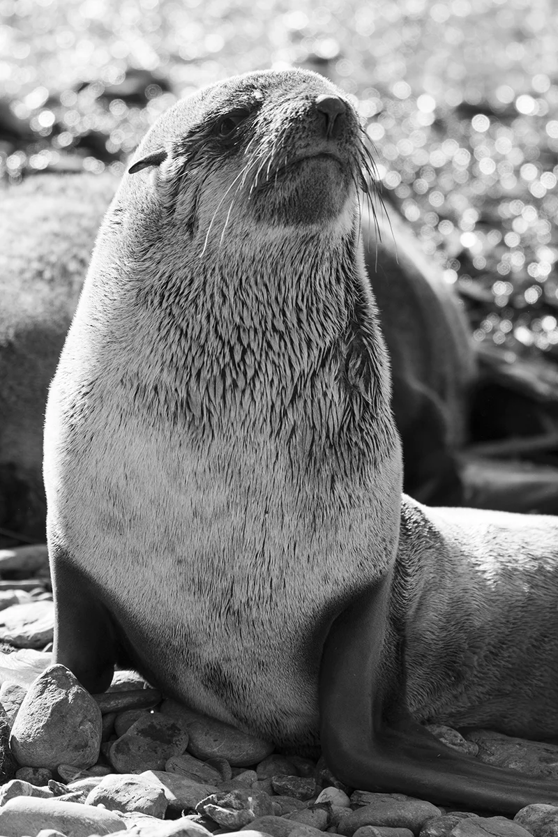 FUR SEAL BASKING ON A SUNNY BEACH IN ANTARCTICA. BLACK AND WHITE PHOTOGRAPH. (1)