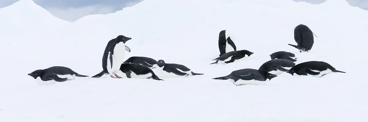 MULTIPLE ADELIE PENGUINS ON AN ICEBERG IN ANTARCTICA (1)