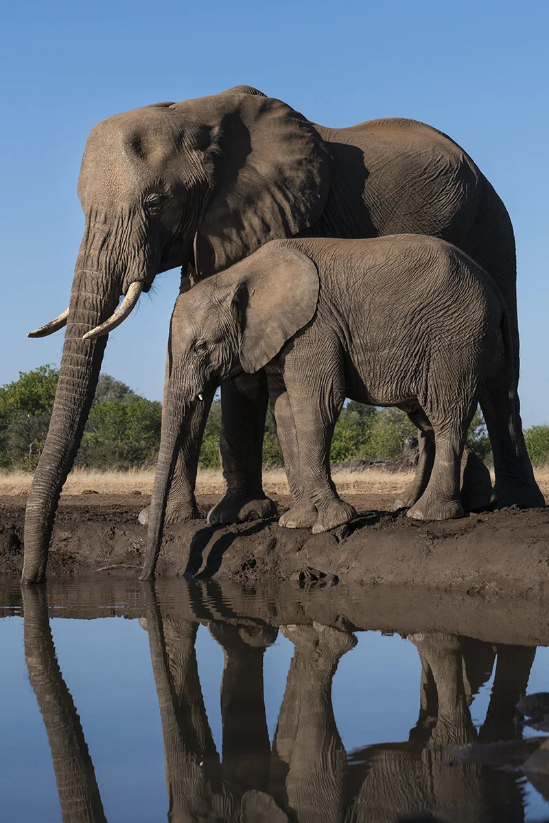 ELEPHANT MOTHER AND BABY (14)