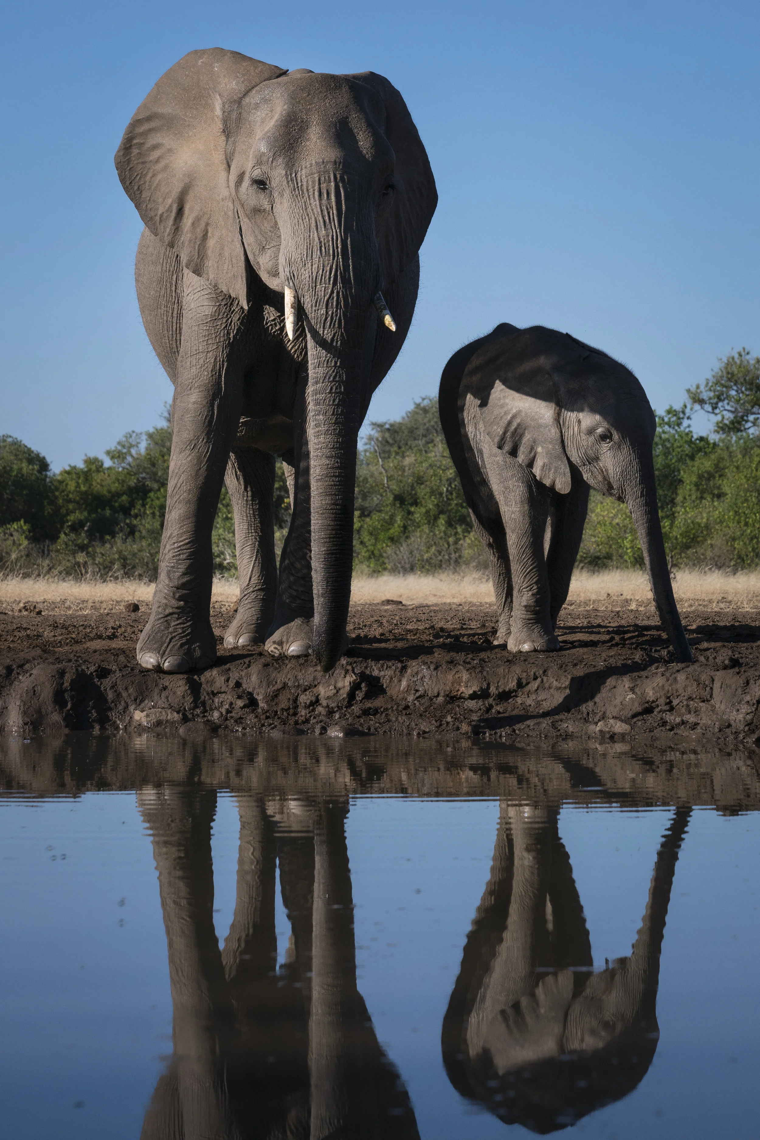 ELEPHANT MOTHER AND BABY (11)