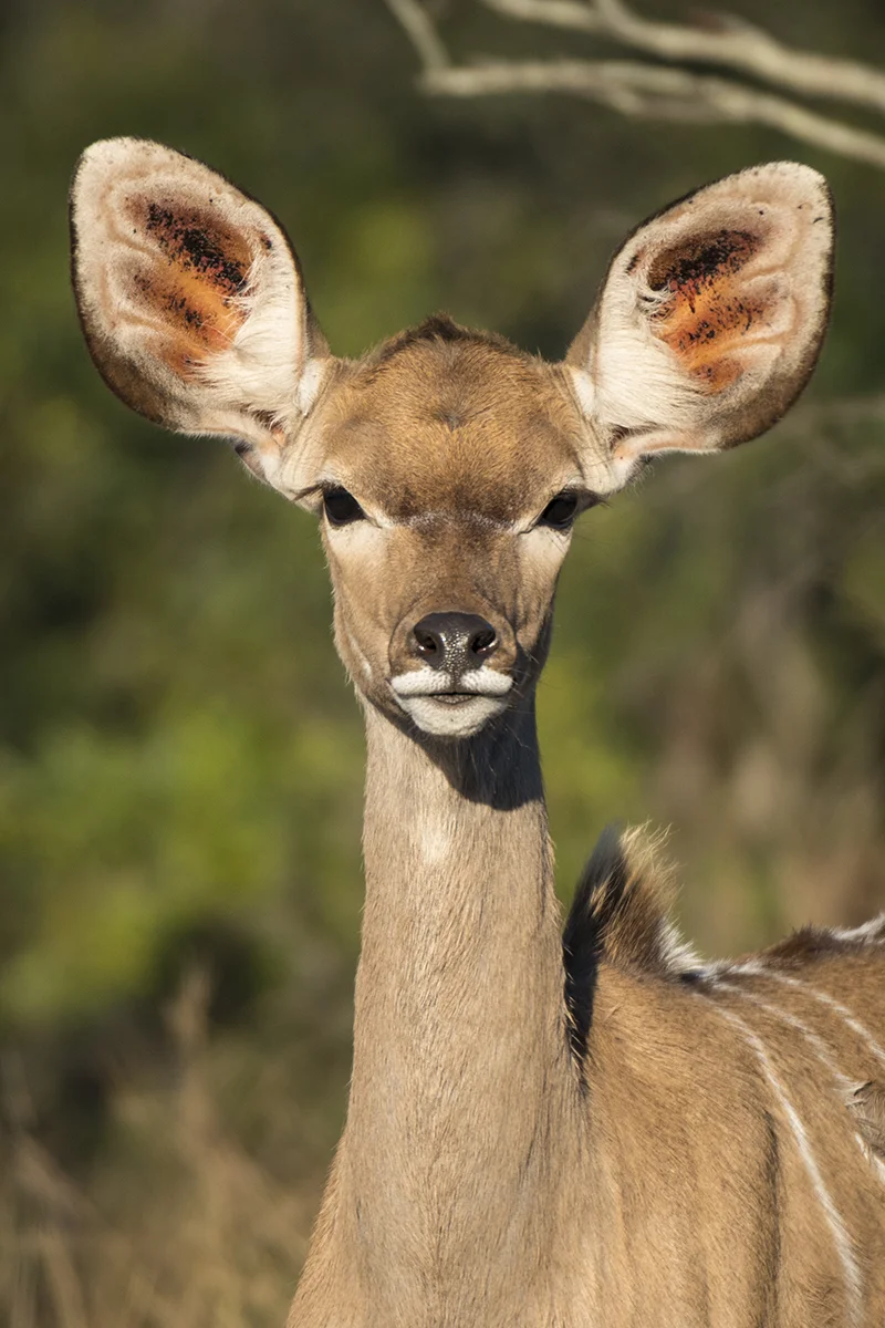 INQUISITIVE FEMALE KUDO (1)
