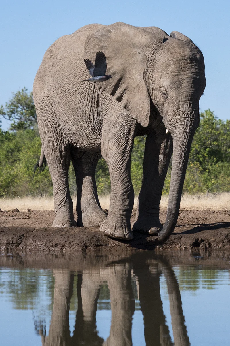 ELEPHANT BESIDE WATERHOLE WITH BLUE BIRD FLYING PAST (1)