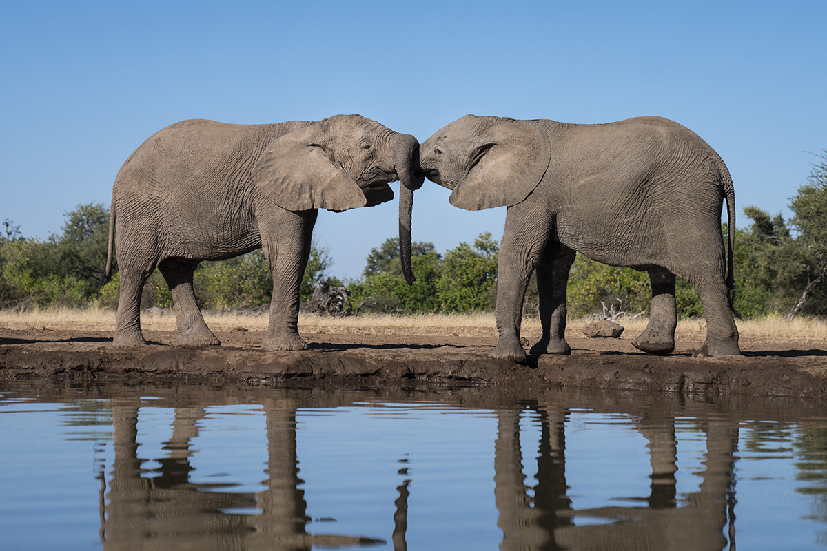 TWO ELEPHANTS TRUNKS INTERTWINED (2)