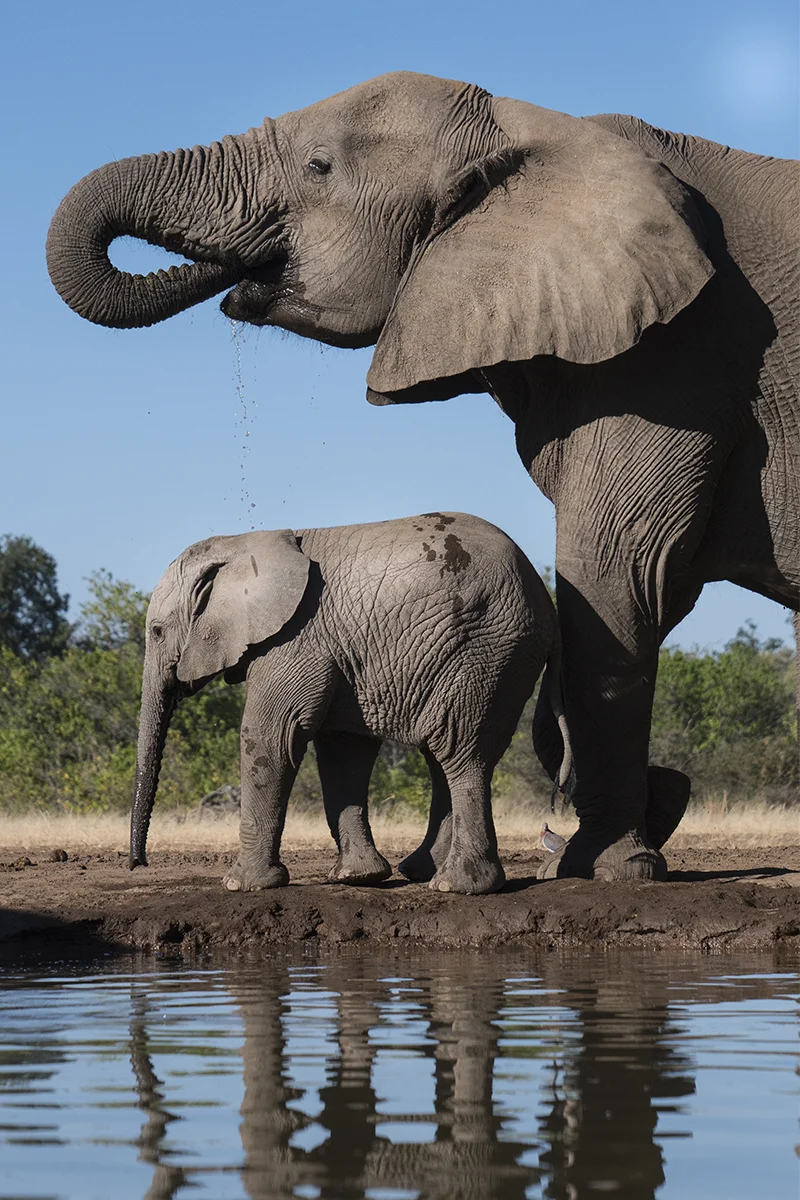 ELEPHANT MOTHER AND BABY (17)