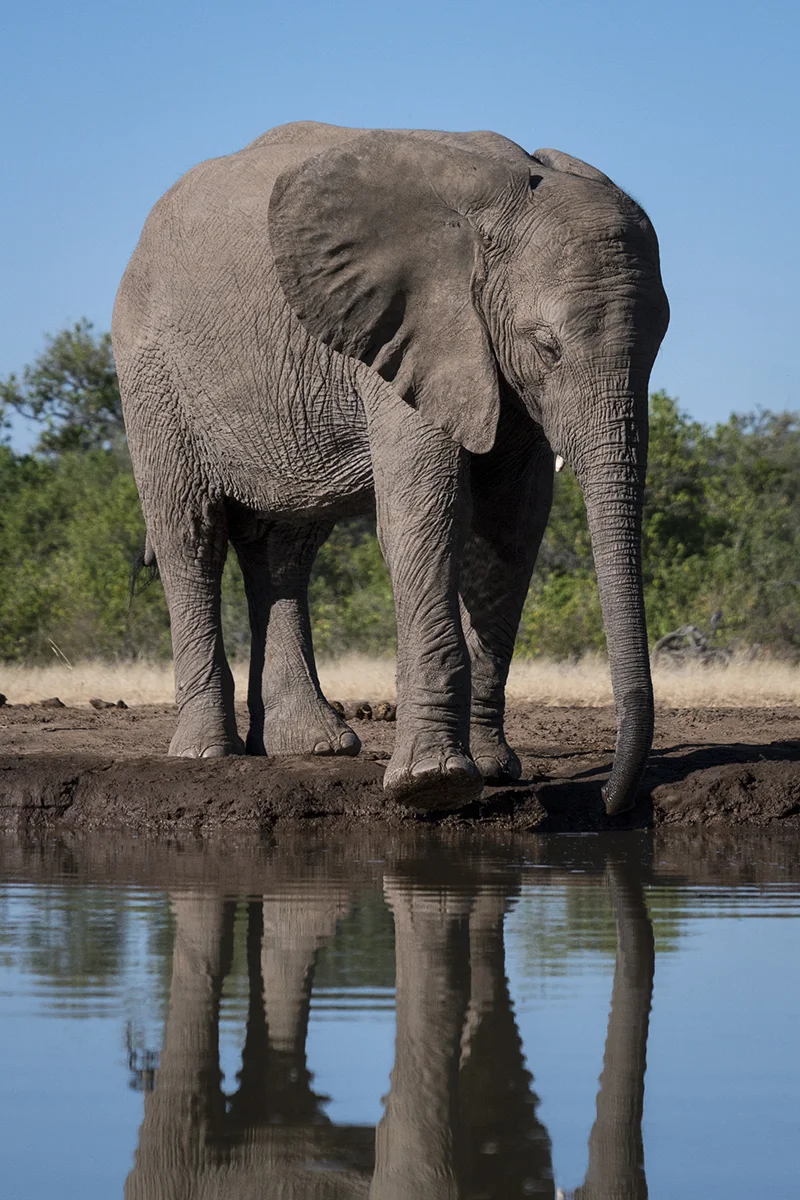 LONE SMALL ELEPHANT (4)