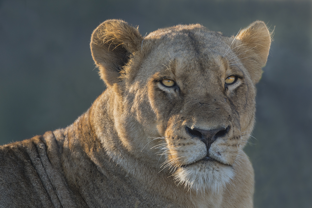 LIONESS FACE (6)