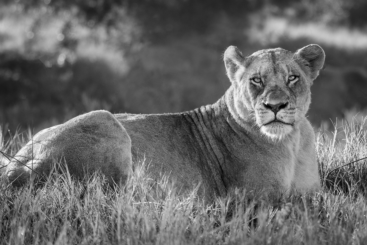 LIONESS BLACK AND WHITE (1)