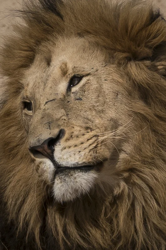 JO Lion with affectionate expression (1).jpg