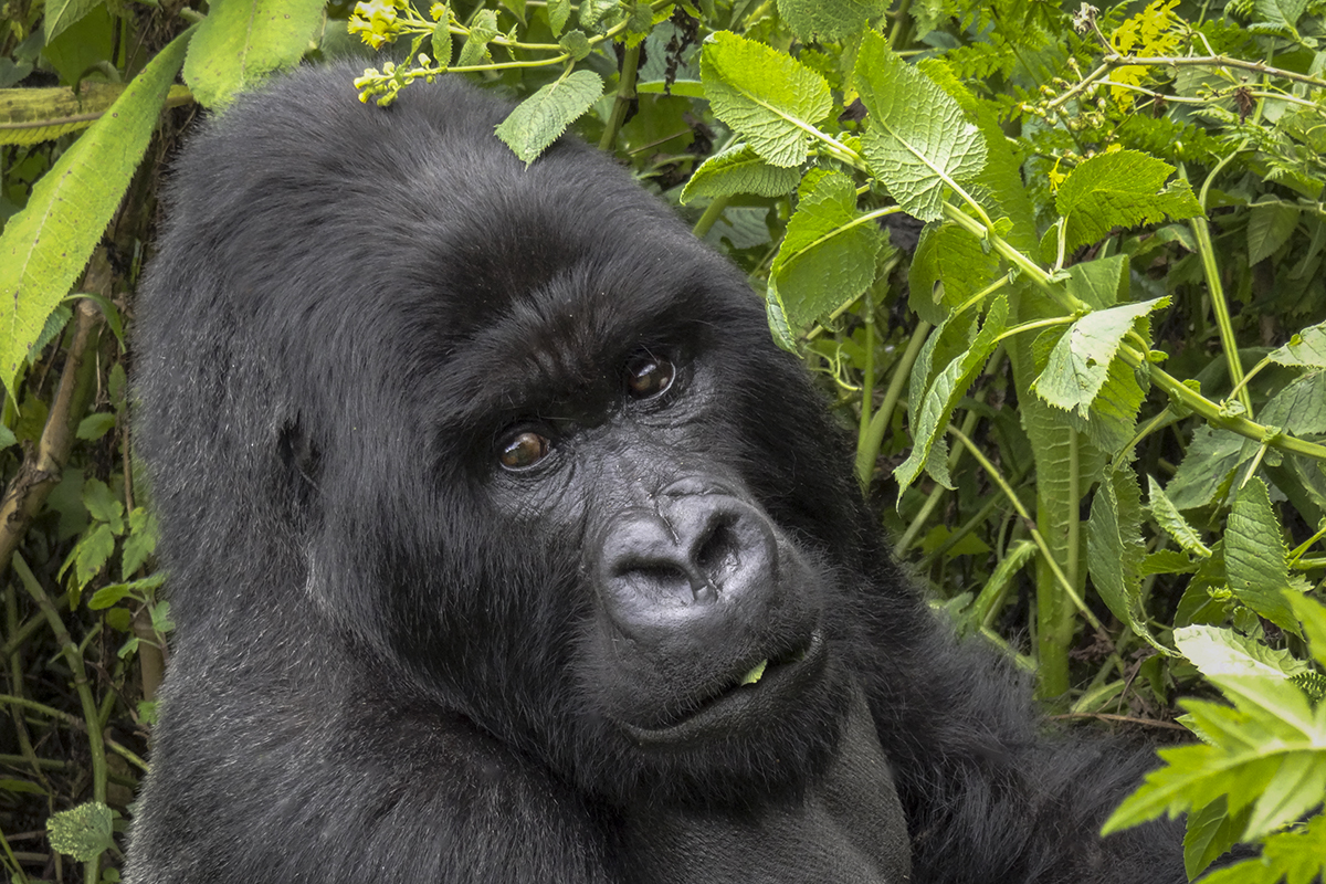 SILVERBACK MOUNTAIN GORILLA IN RWANDA 