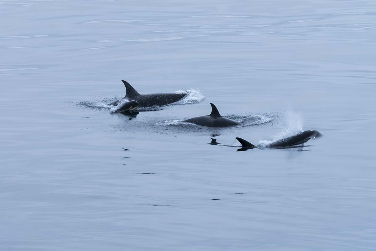 ORCA FAMILY IN DRAKES PASSAGE IN ANTARCTIC (8)