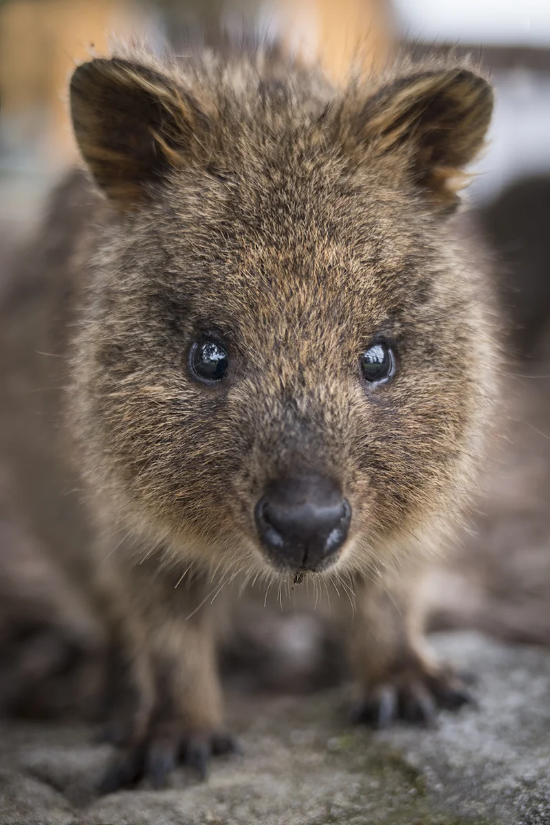 QUOKKA, A SMALL FRIENDLY MAMMAL FOUND ON ROTTNEST ISLAND, WESTERN AUSTRALIA (1)