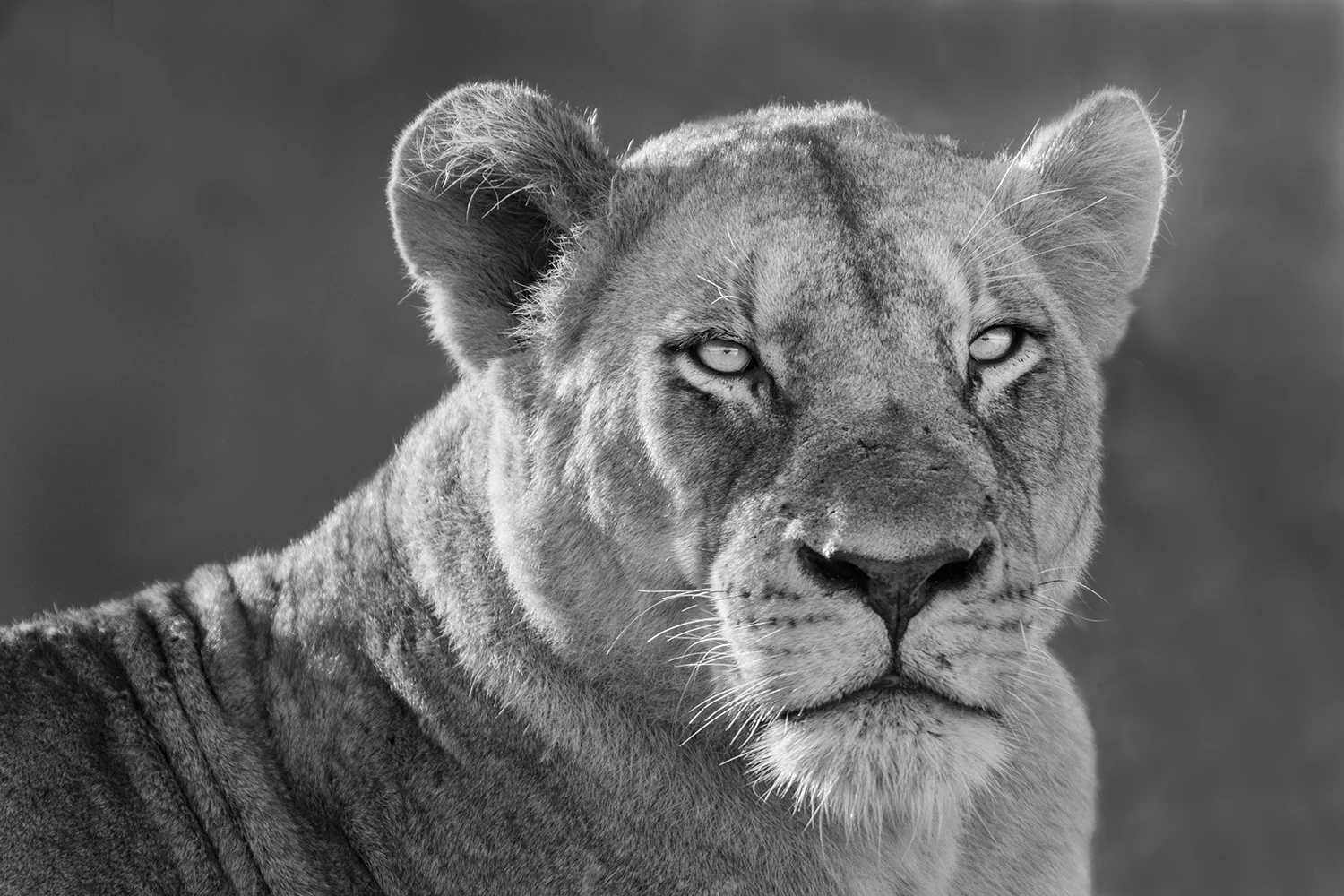 RR Lioness in sun 3 bw.jpg