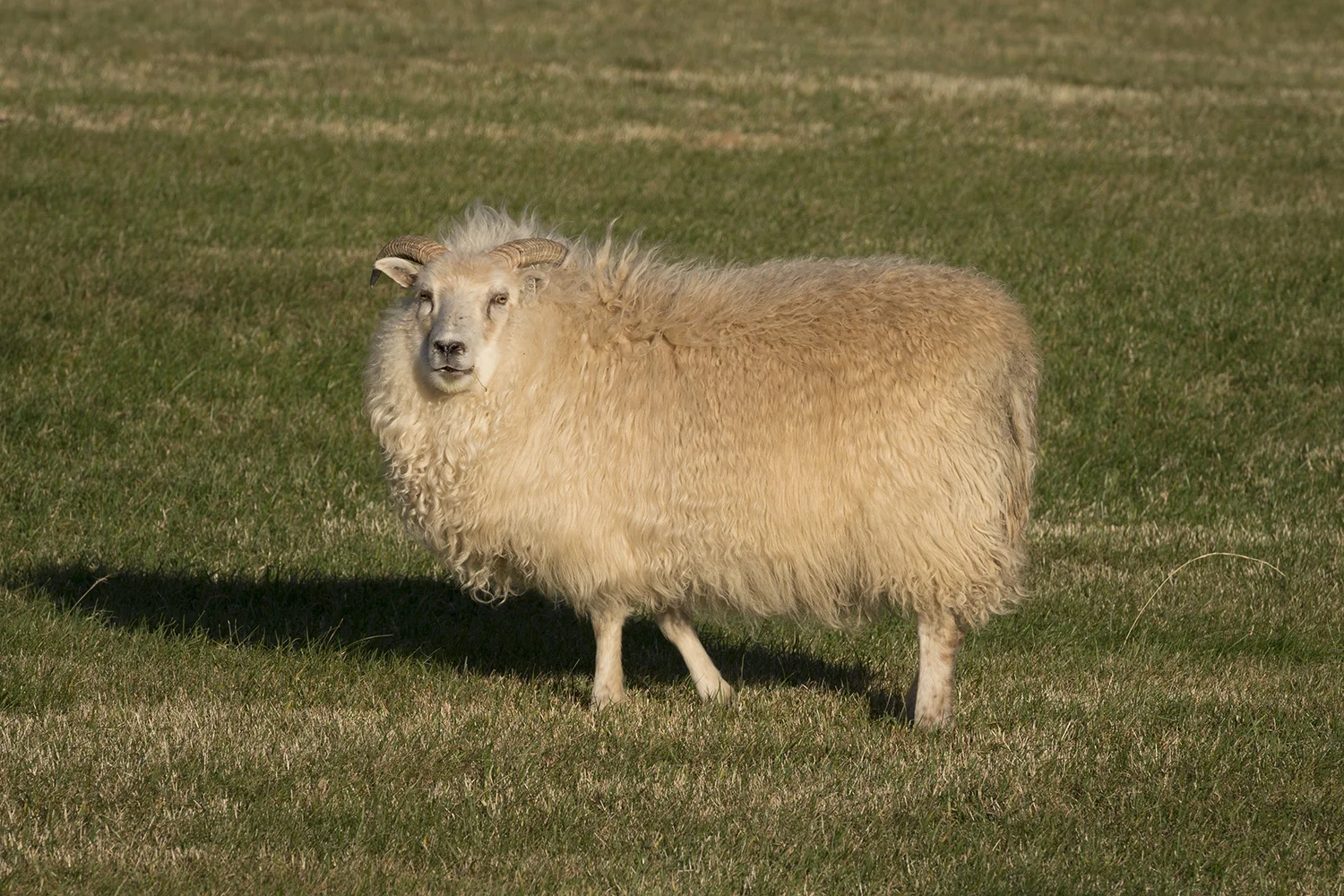 ICE Sheep 1.jpg