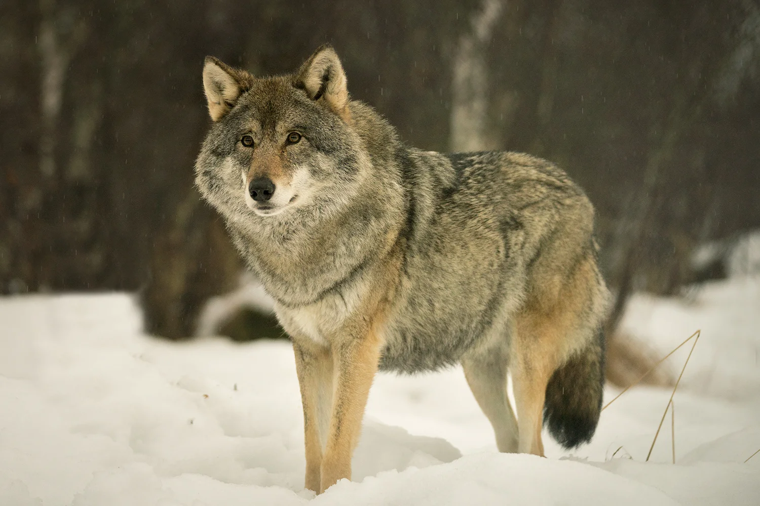 NOR Wolf 13.jpg