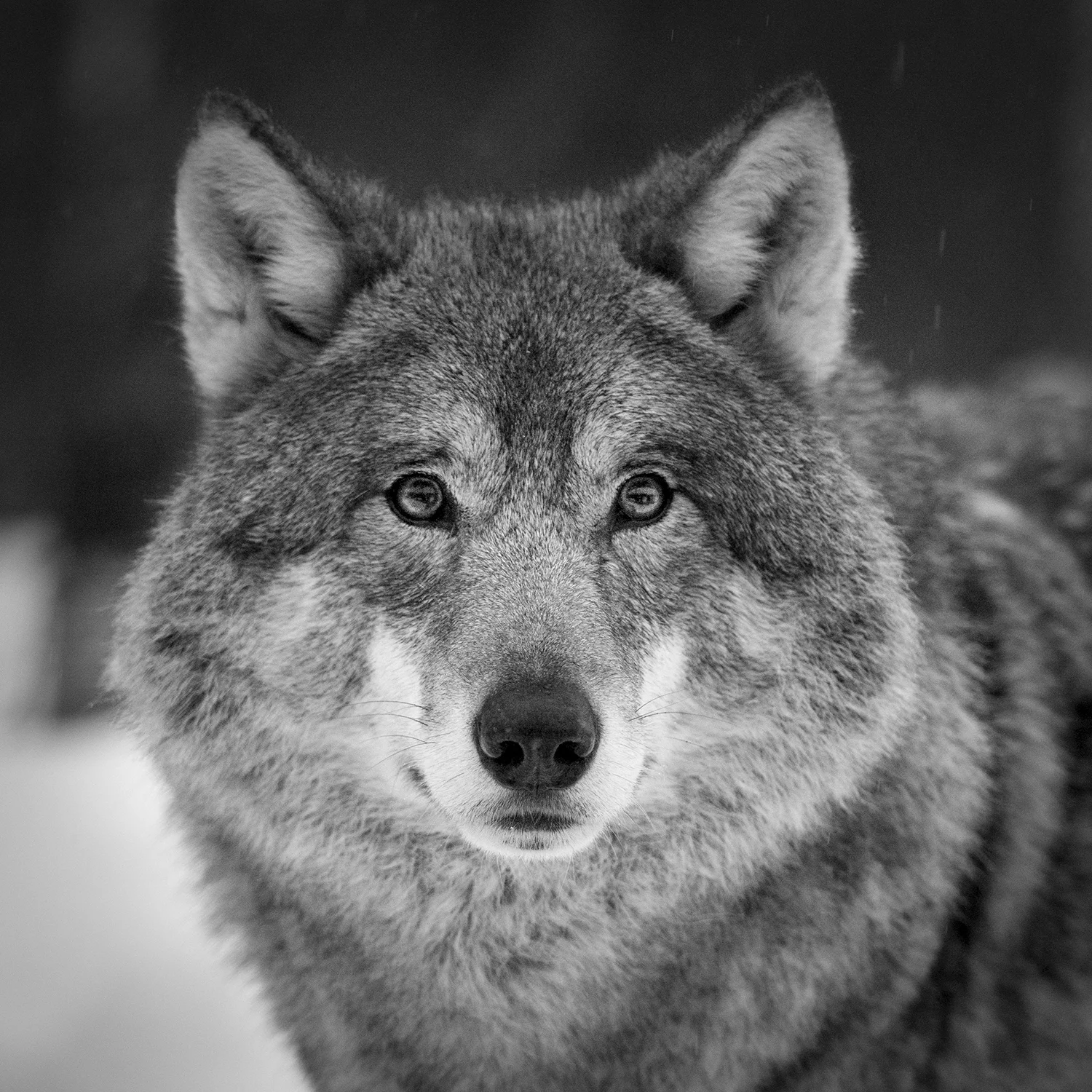 NOR Wolf bw 1.jpg