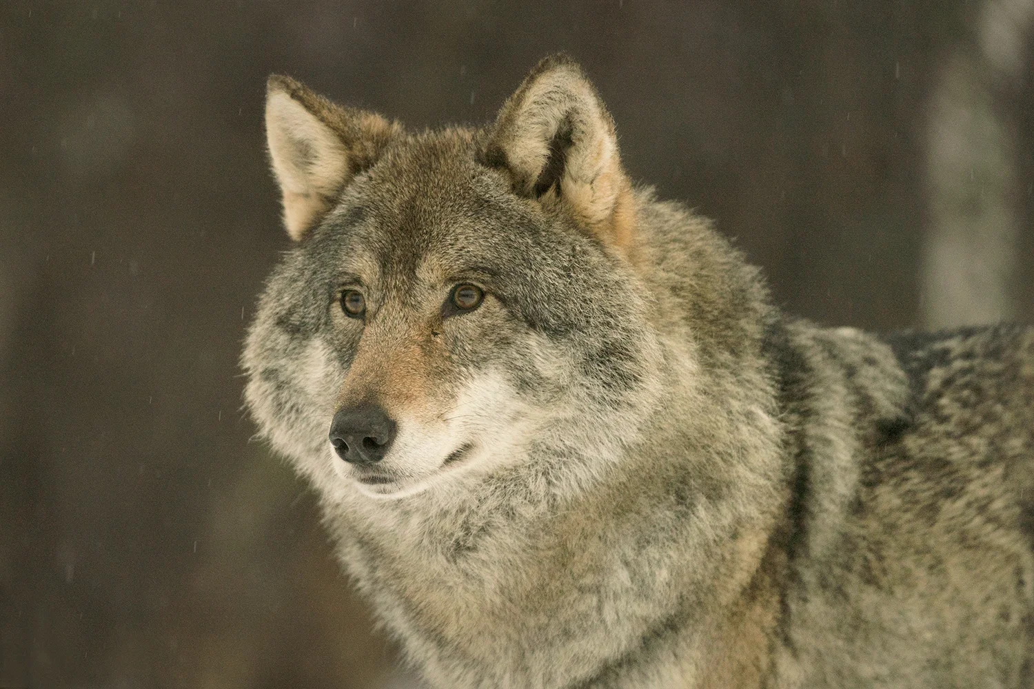 NOR Wolf Face 5.jpg