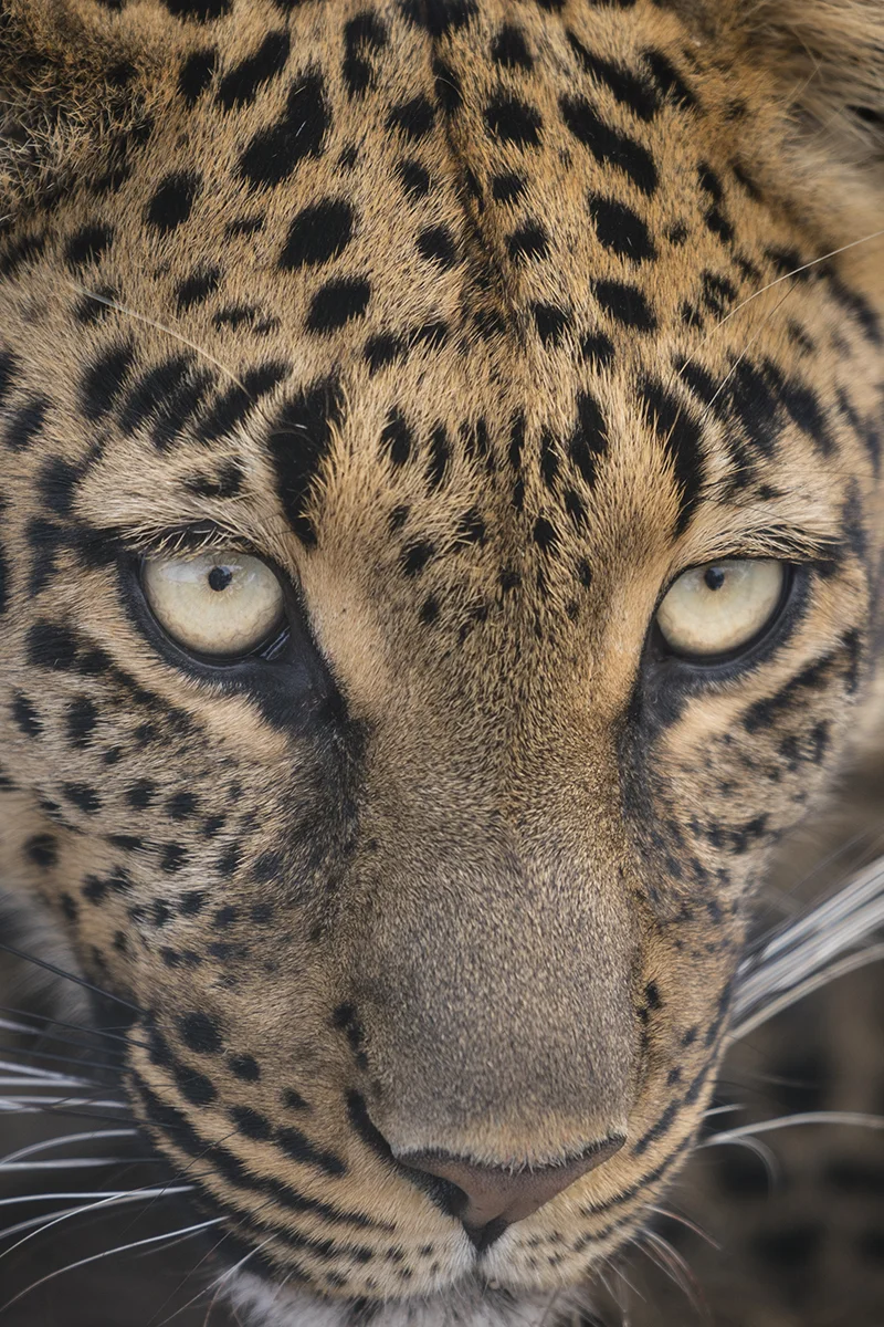 JO Leopard 15.jpg