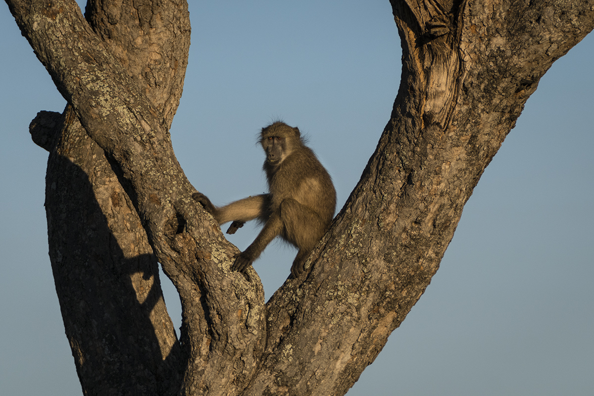 RR Baboon in a tree 3.jpg