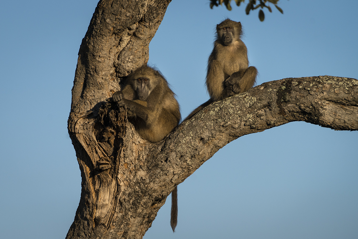 RR Baboons two in a tree 4.jpg