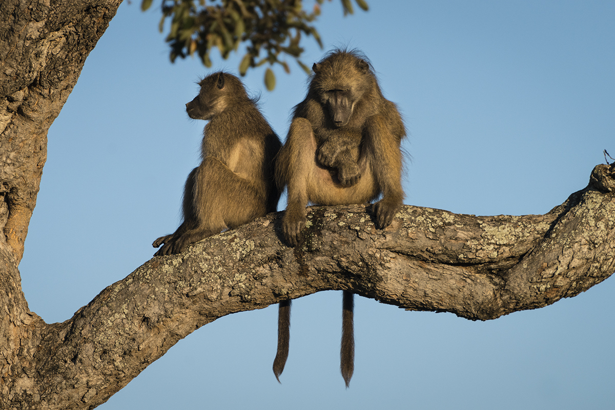 RR Baboons two in a tree 7.jpg
