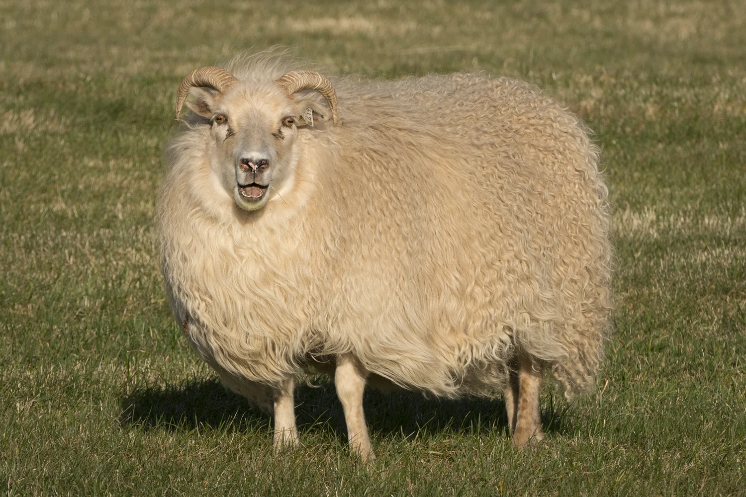 ICE Sheep 3.jpg