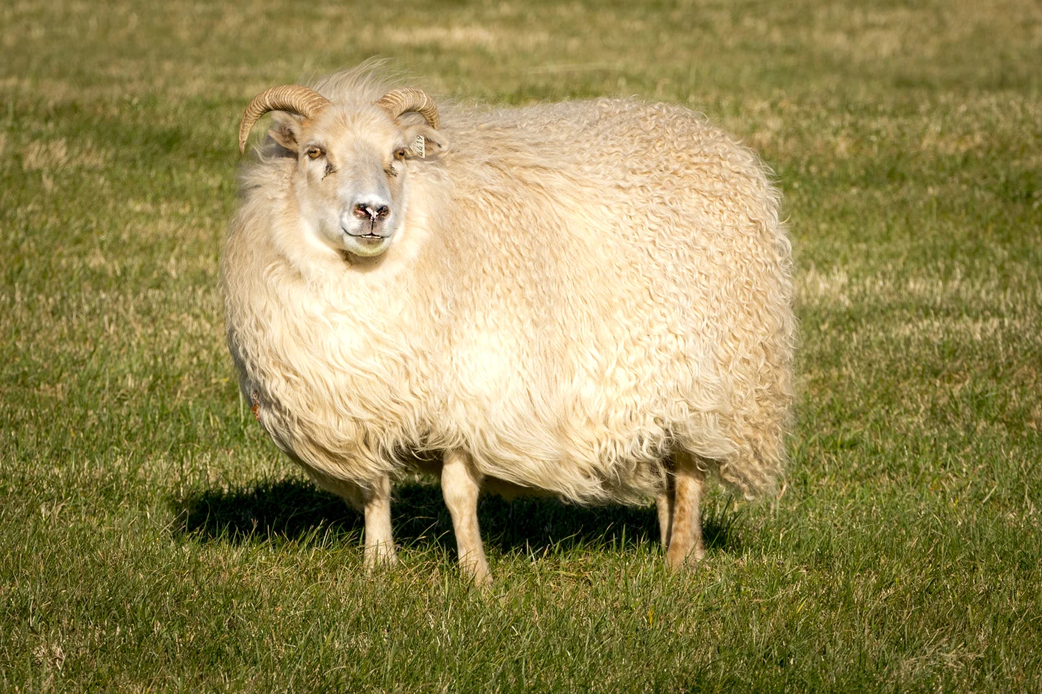 ICE Sheep 4.jpg