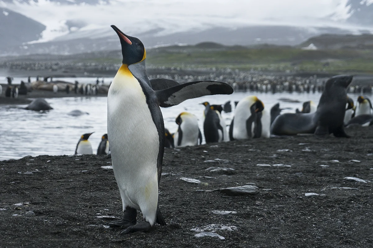 AM3 Antarctic 38 Penguin.jpg