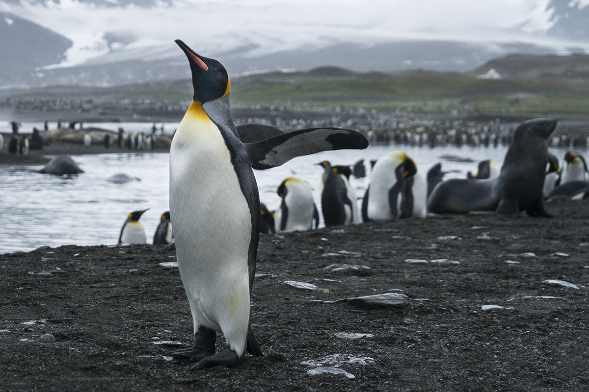 AM3 Antarctic 38 Penguin.jpg