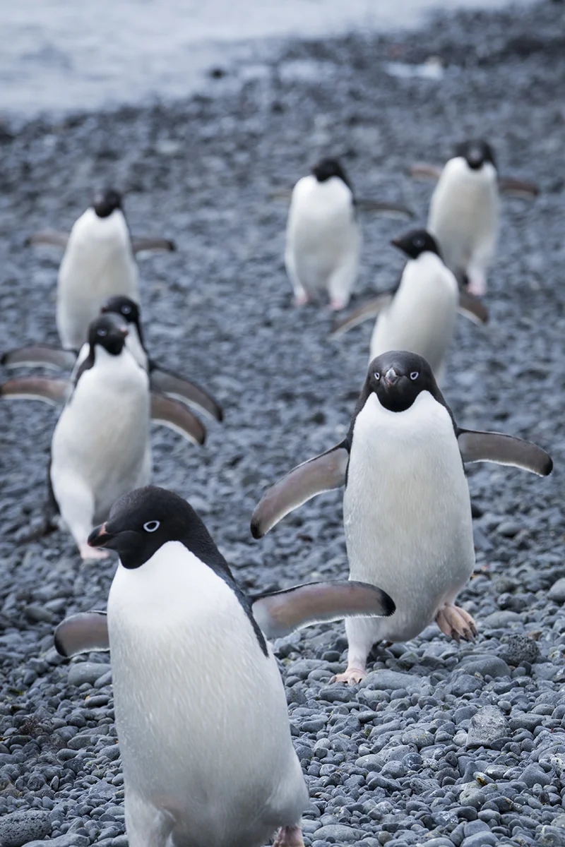 AM3 Antarctic 93 Penguin copy.jpg