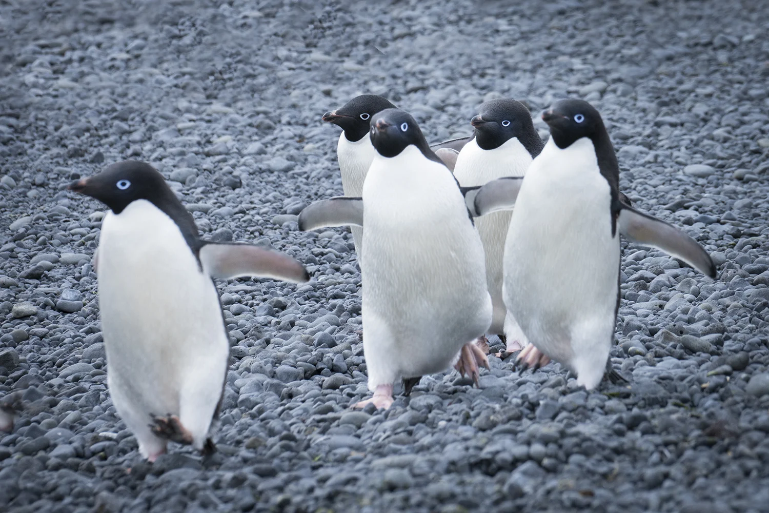 ANT Running Penguins.jpg