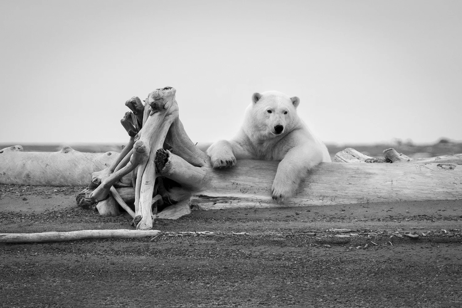 ALA Polar Bear 6.jpg