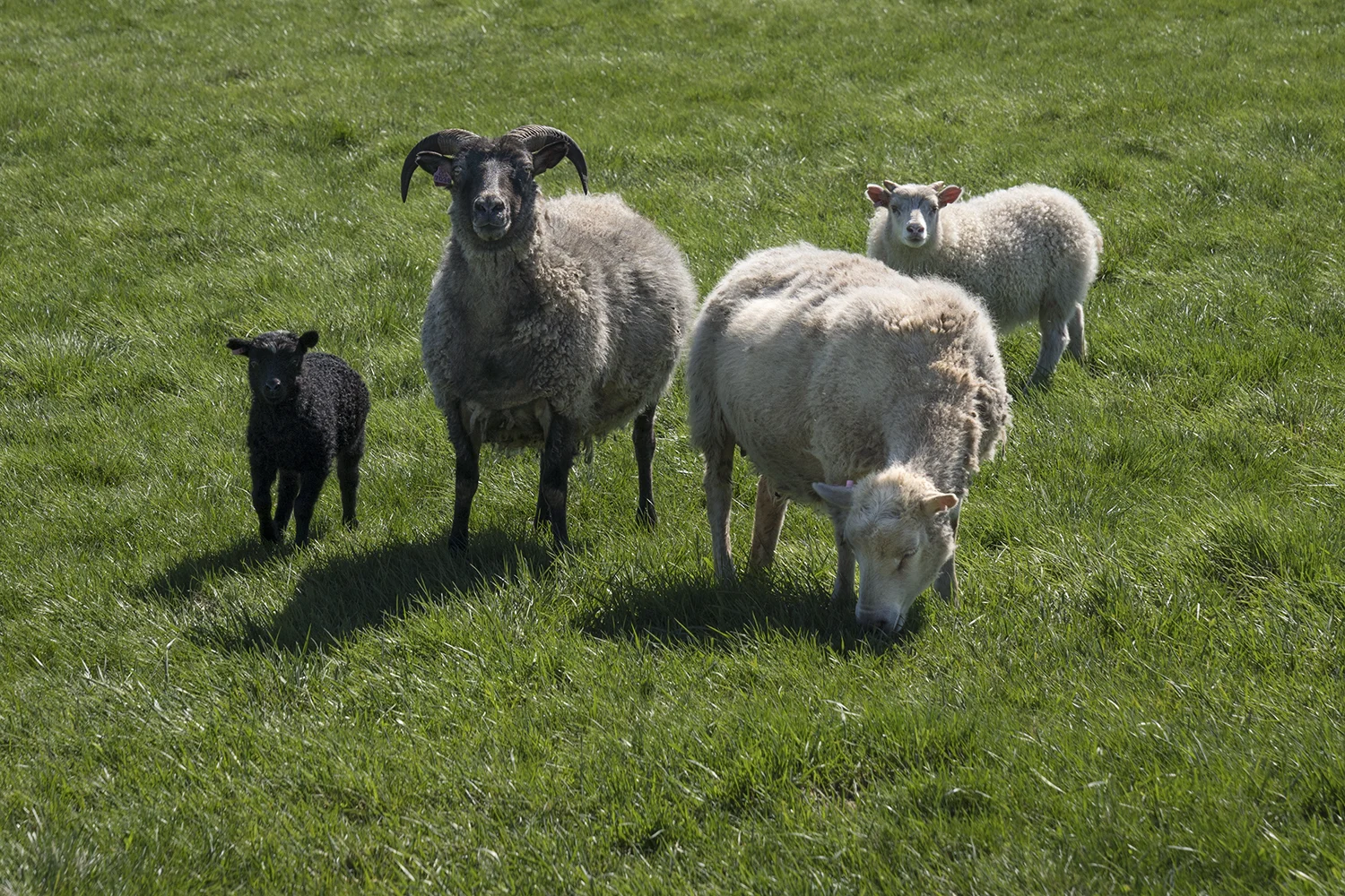 ICE2 Sheep Family 1.jpg