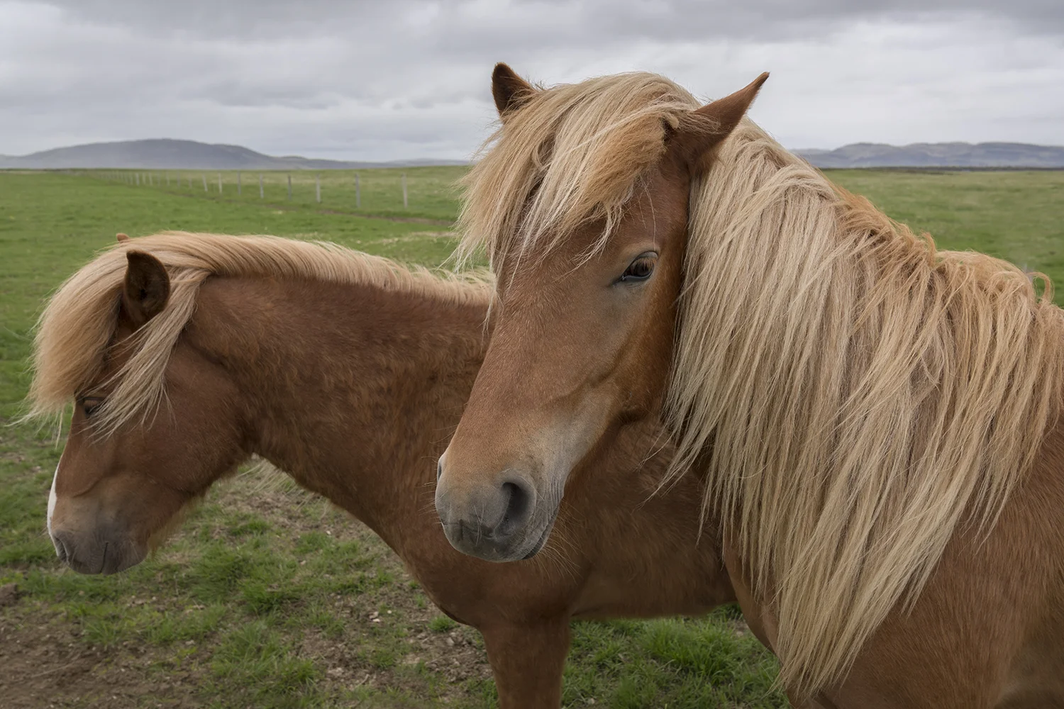 ICE2 Horses 3.jpg