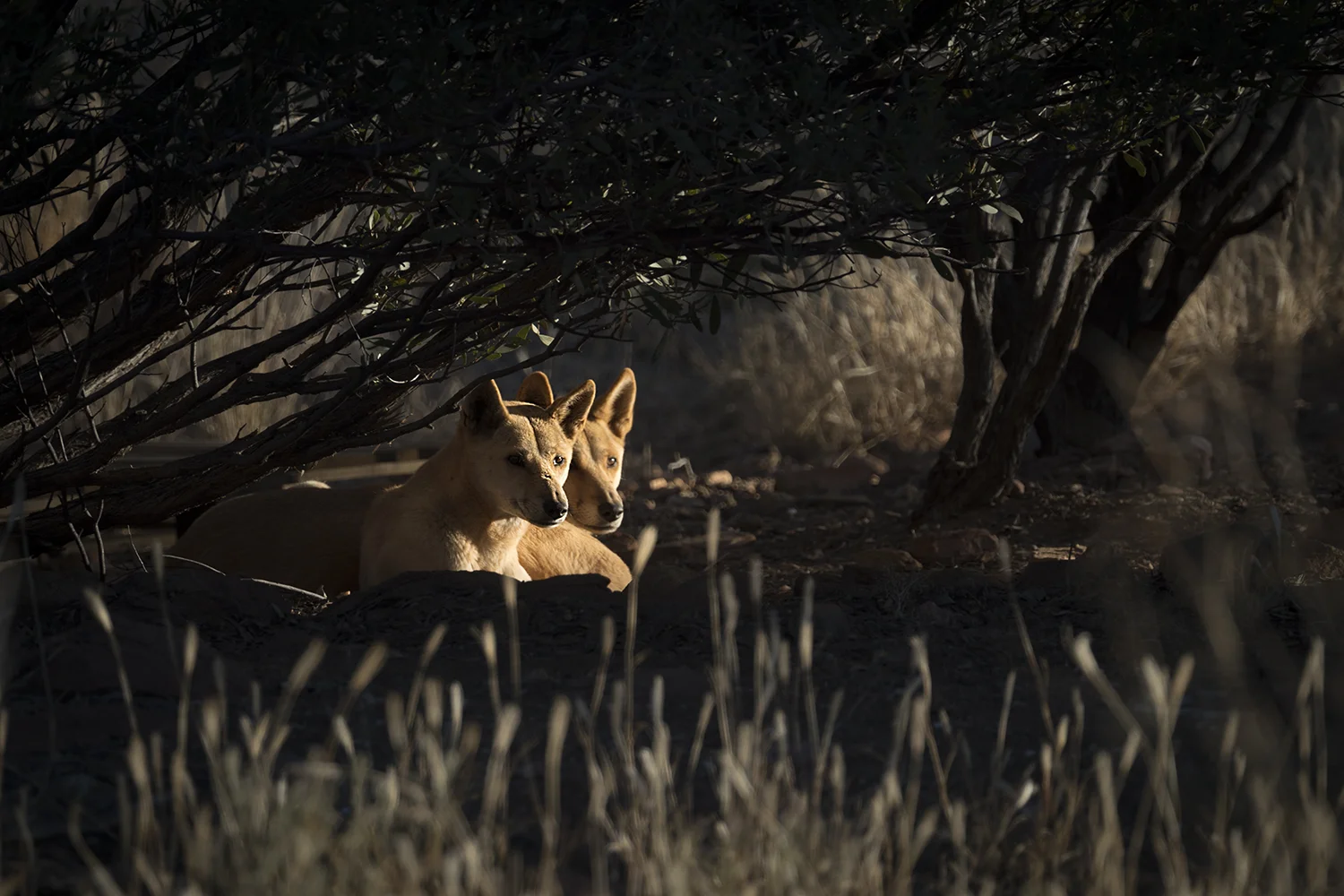 ALI Dingoes.jpg
