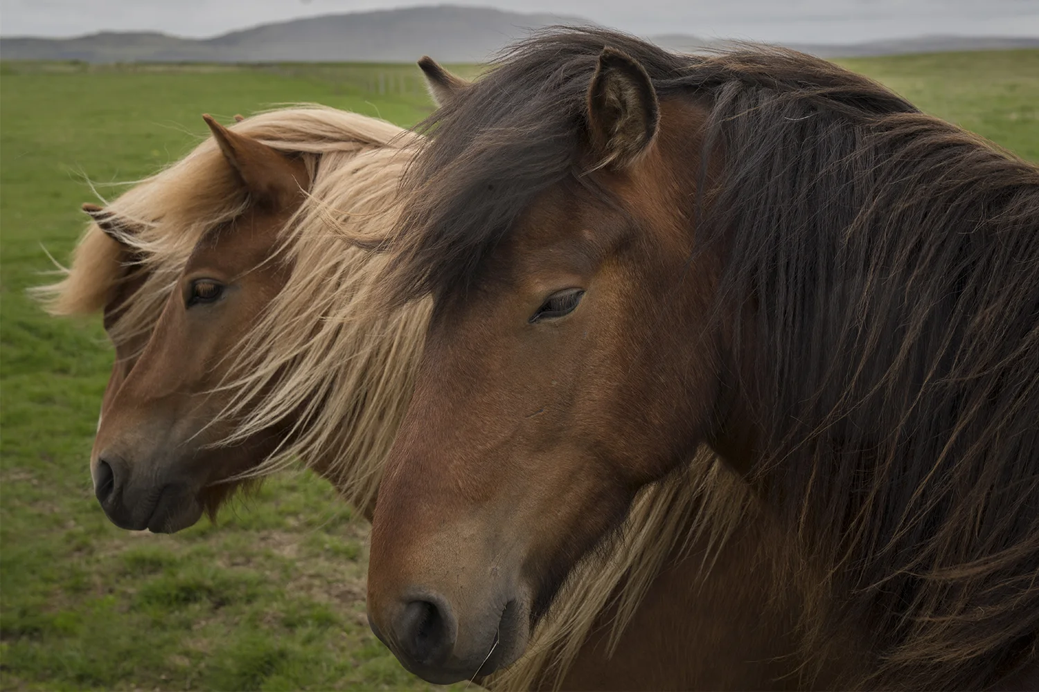 ICE2 Horse 22.jpg