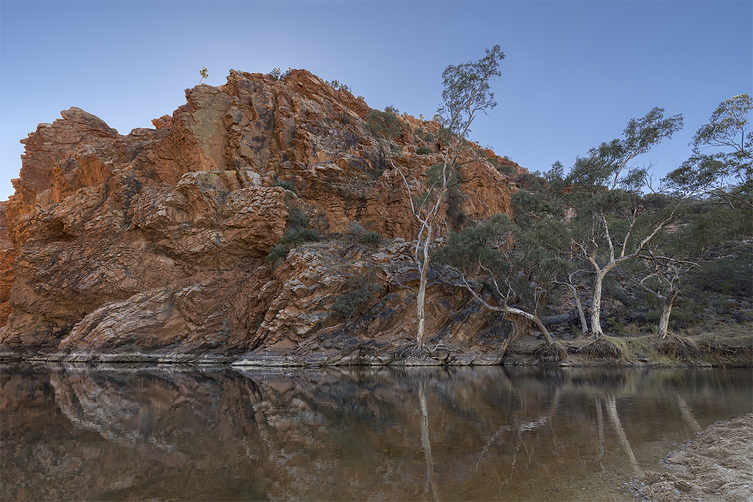 ALI Tree Reflections 2.jpg