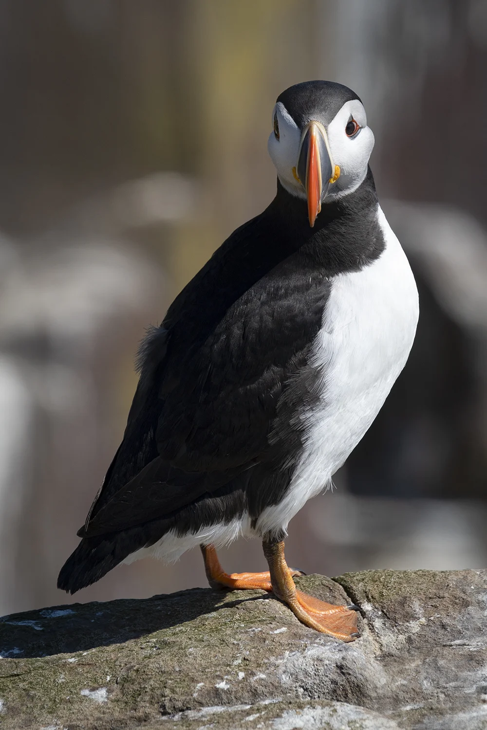 SCOT Puffin 2..jpg