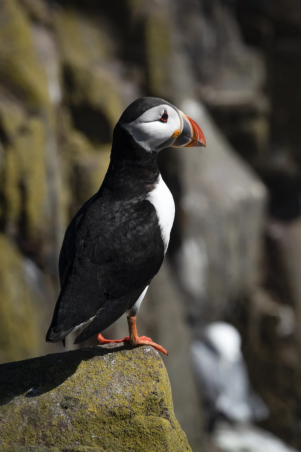SCOT Puffin 5.jpg