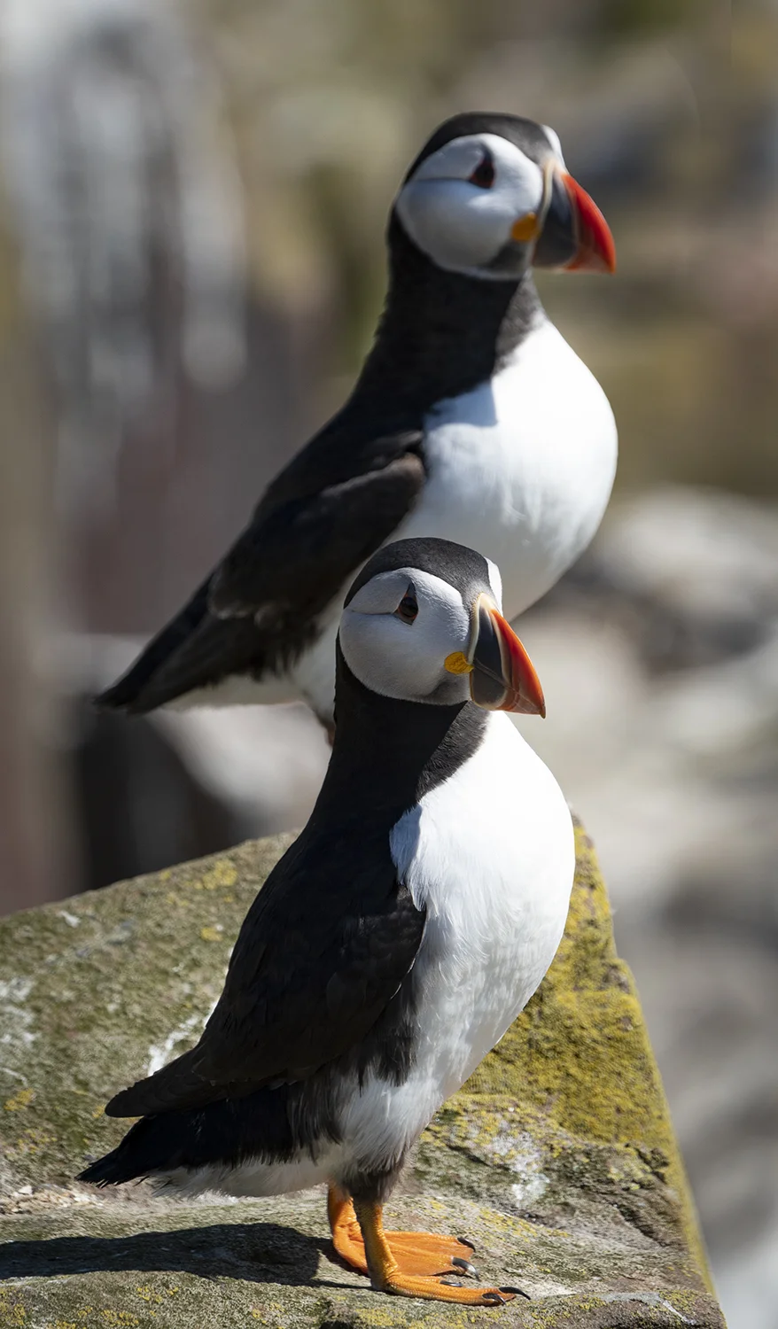SCOT Puffin 6.jpg