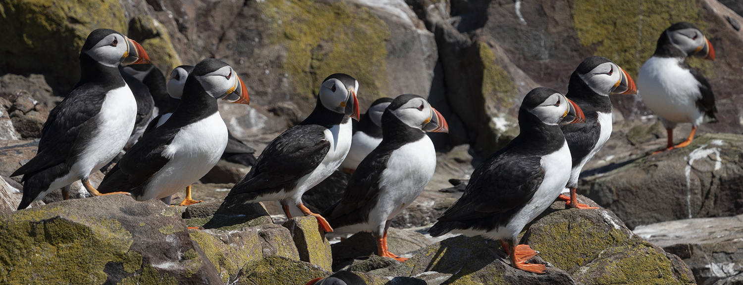 SCOT Puffin 7.jpg
