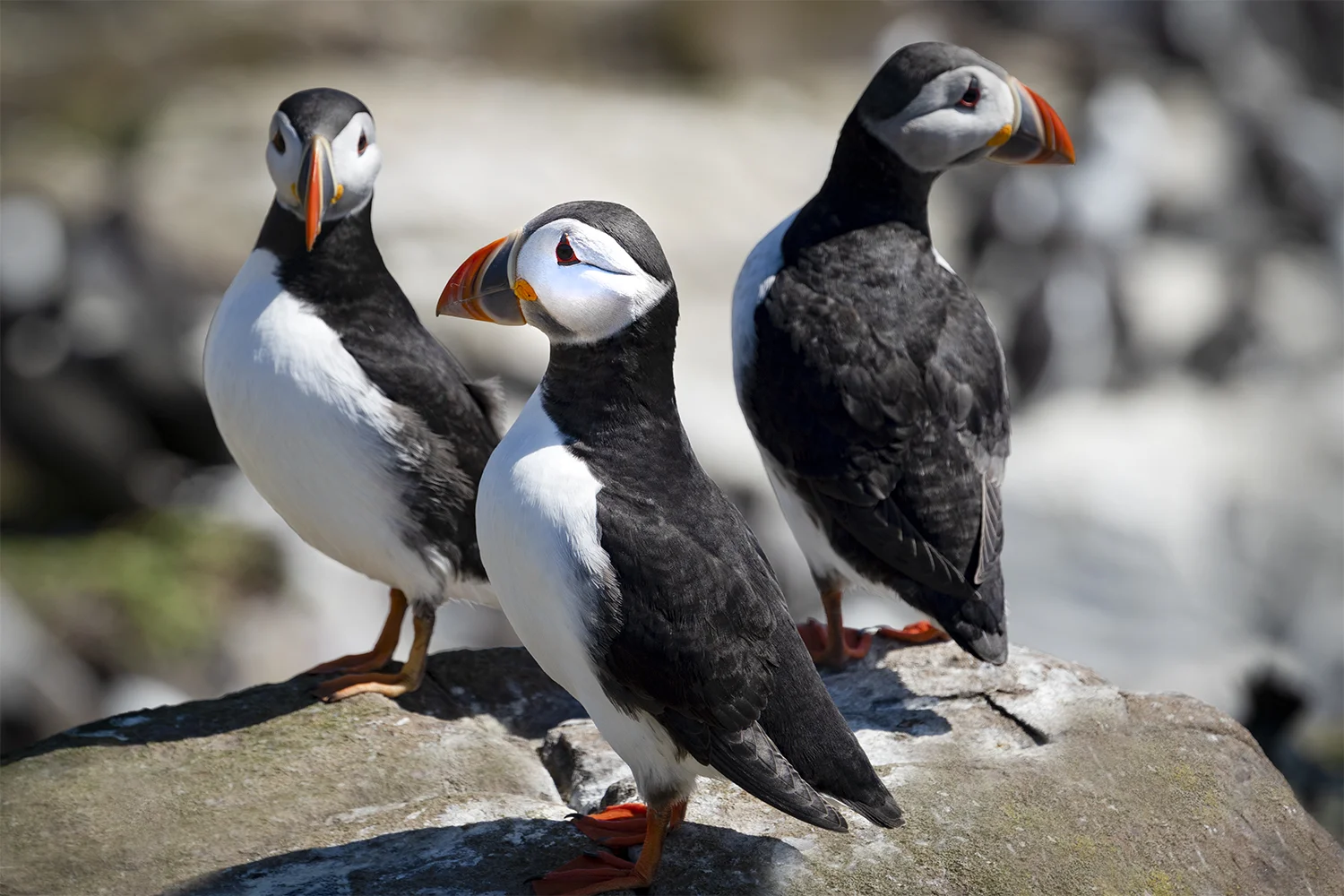 SCOT Puffin 10.jpg