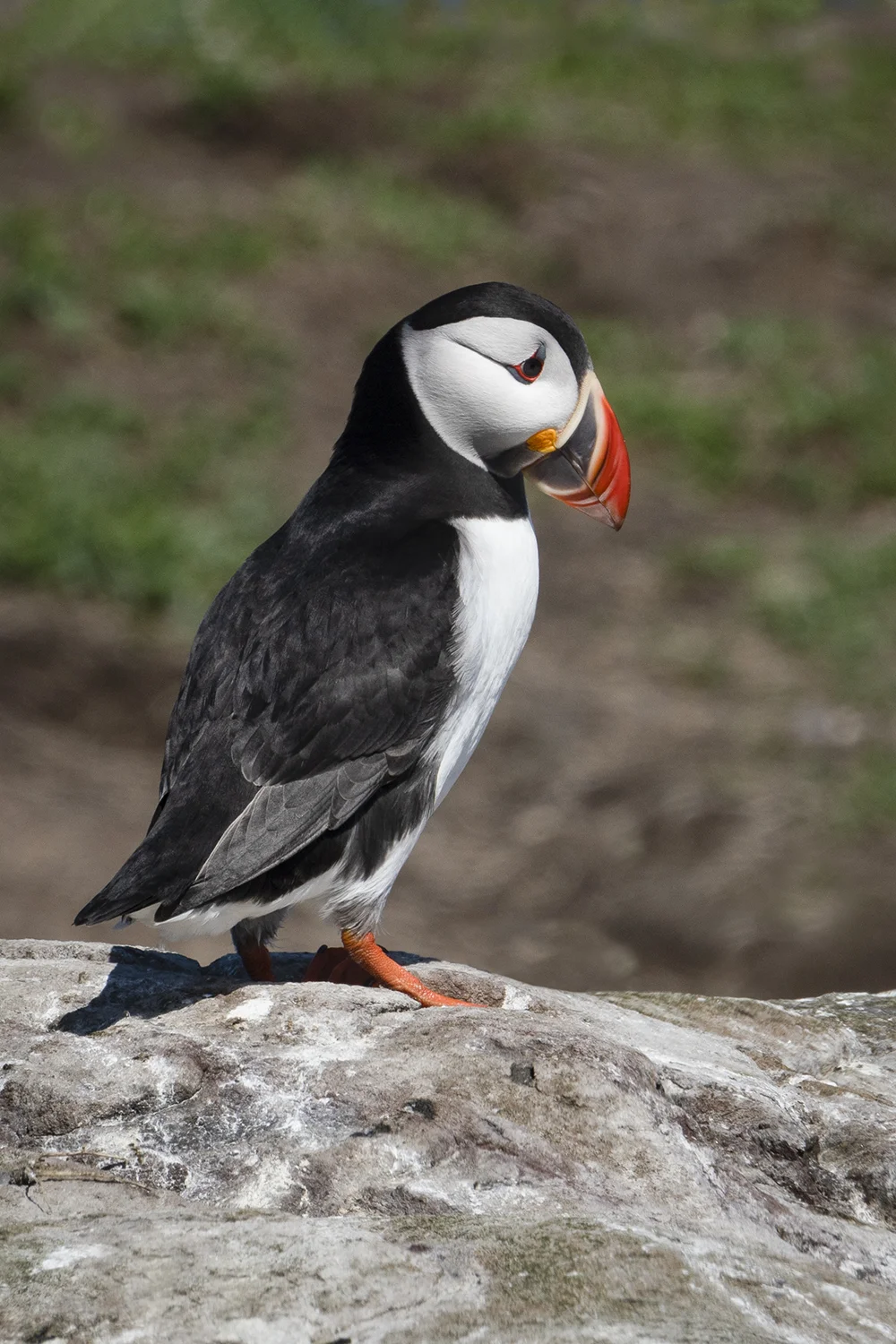 SCOT Puffin 17.jpg